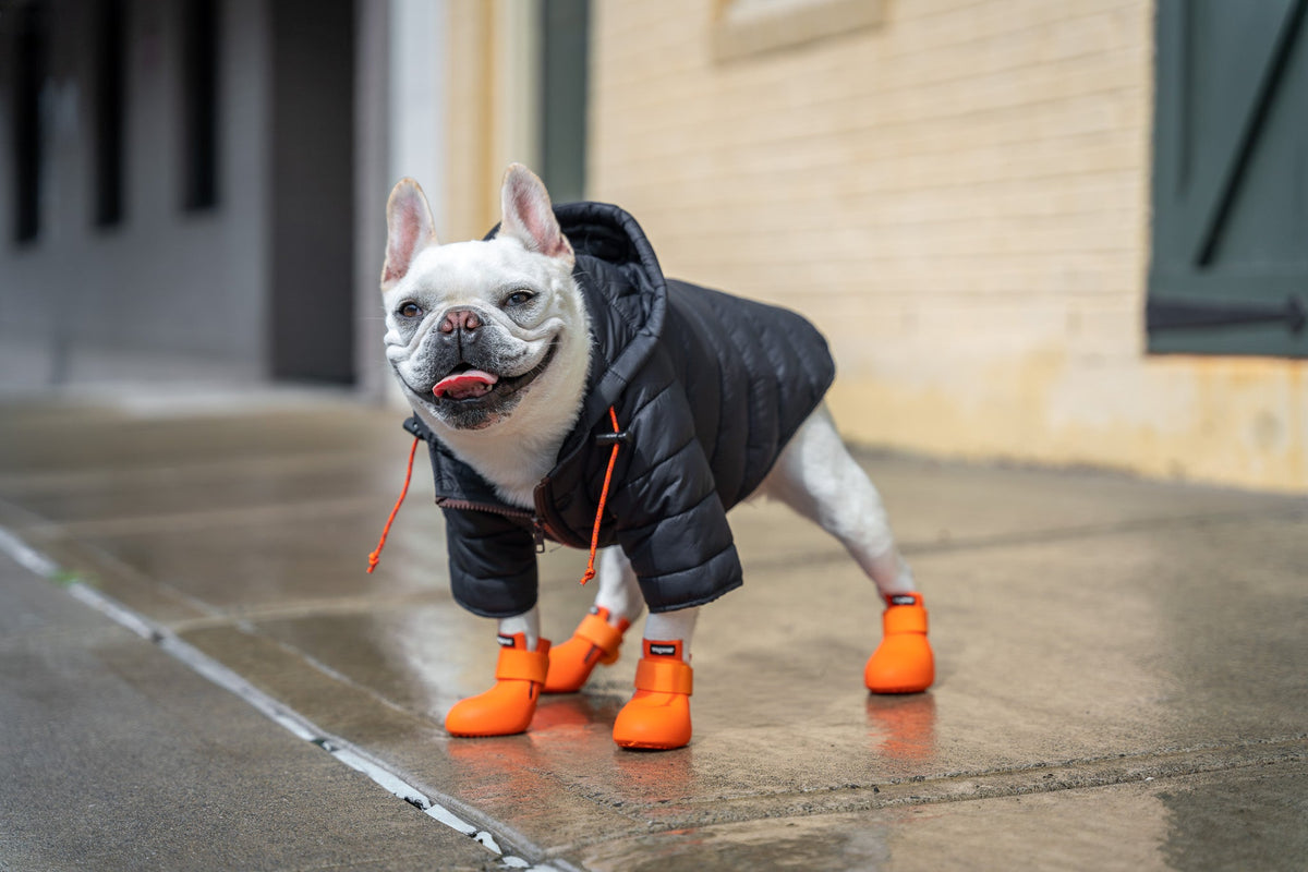 Joyful pup radiating happiness while sporting the VPawV puffer jacket – a perfect blend of comfort and style for a cheerful and fashionable canine companion.