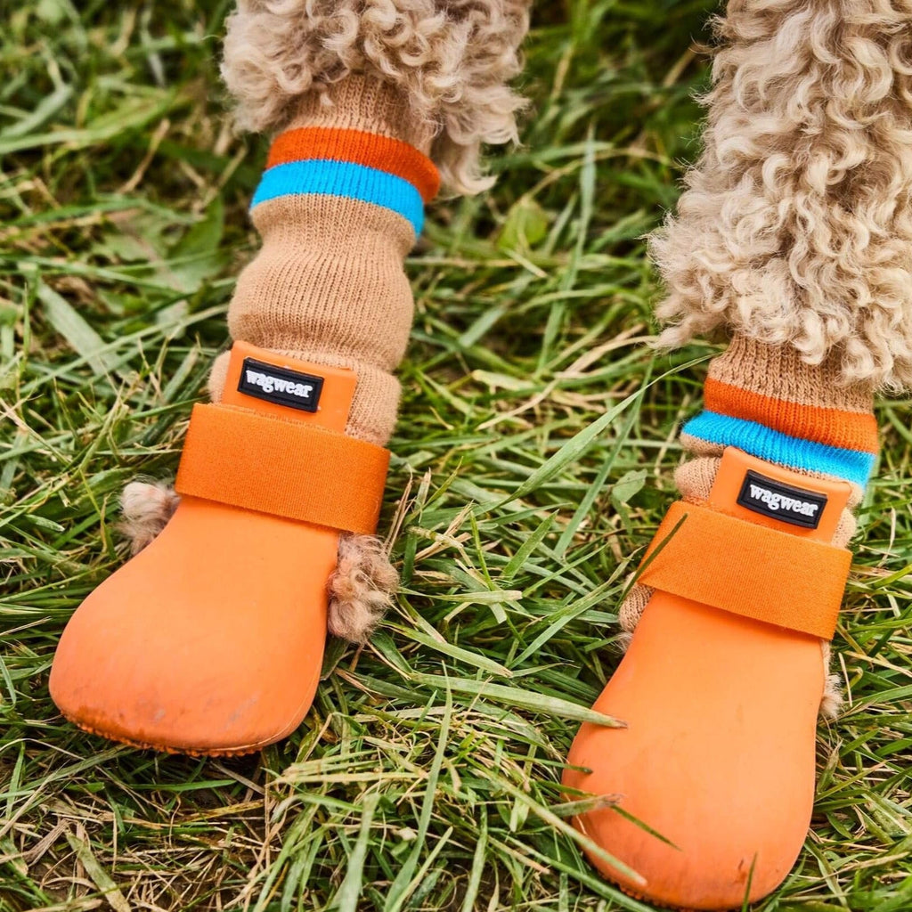 Orange VPawV on model