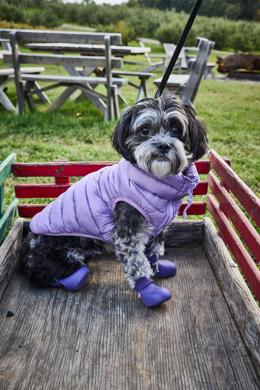 model in purple puffer vest and purple VPawV