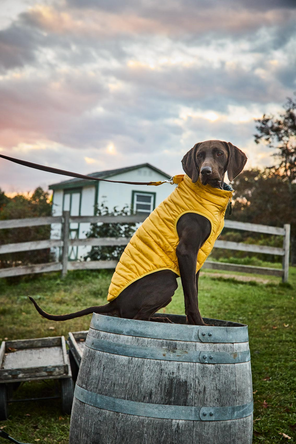 Yellow Puffer Vest on a large dog