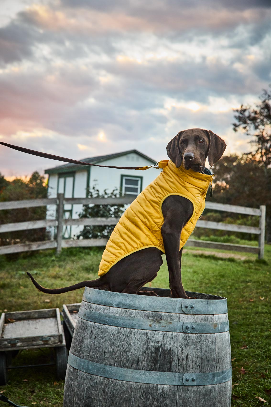 Yellow Puffer Vest on a large dog