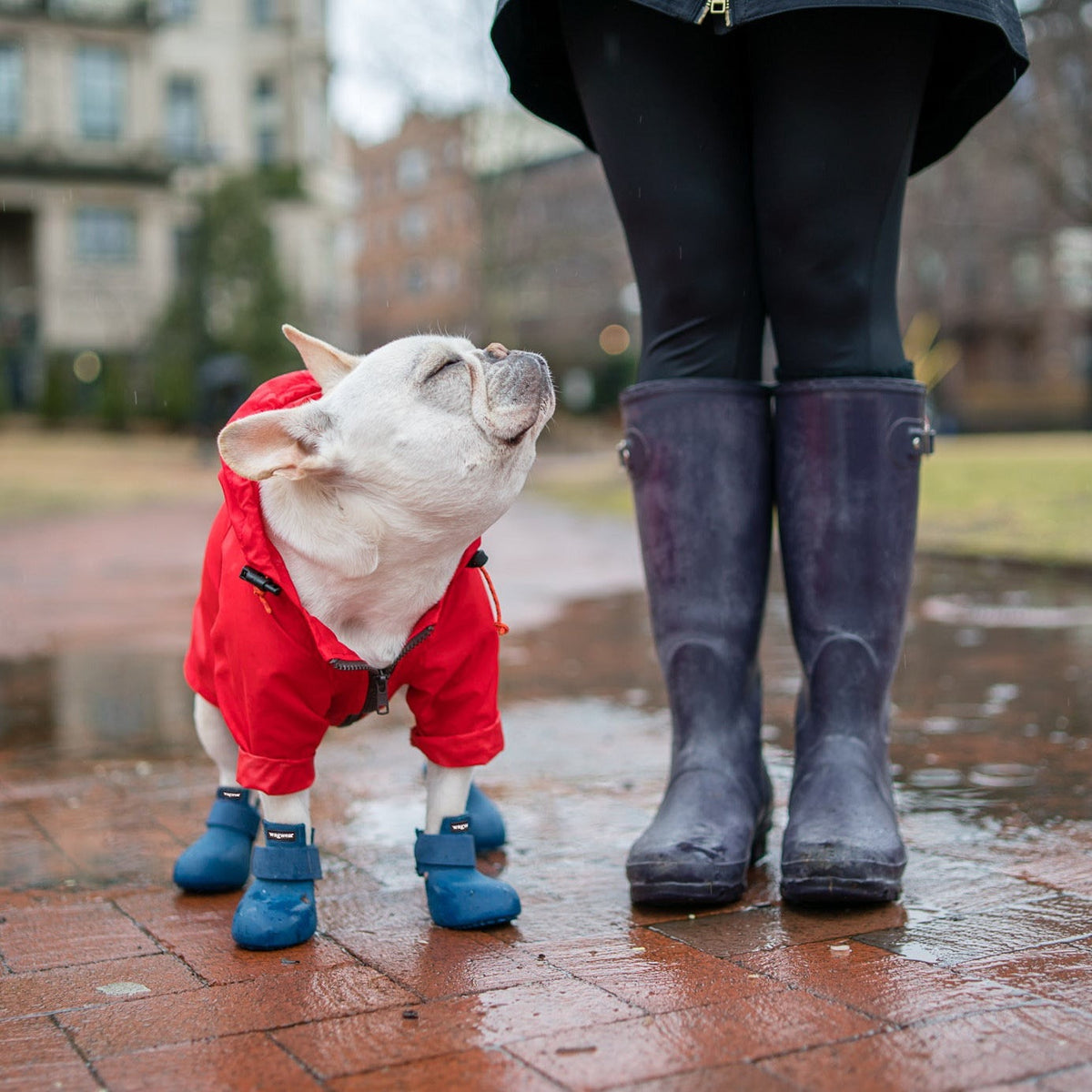 Dog wearing red Rainbreaker and blue VPawV