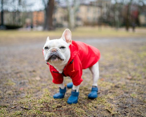 Nylon rainbreaker in red with blue VPawV on model dog