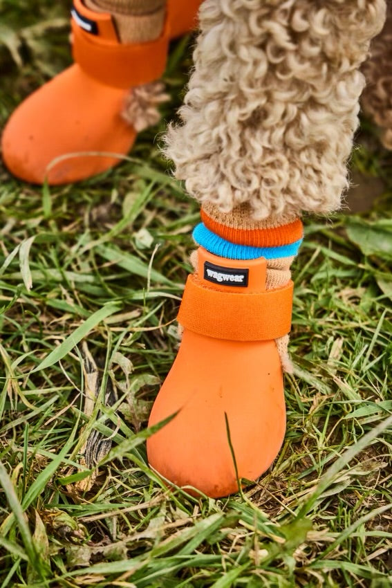 Model of dog in VPawV and Tan VPawV Warmers